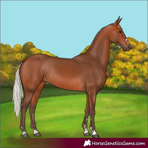 Horse Color:Silver Bay 