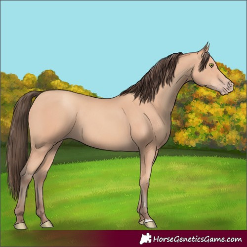 Horse Color:Amber Champagne