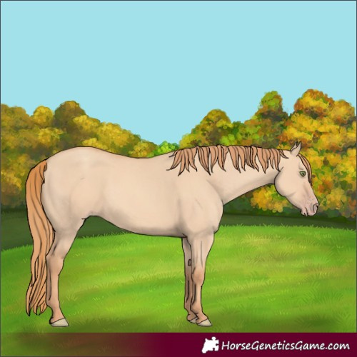 Horse Color:Gold Champagne Dun
