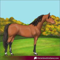 Horse Color:Bay 