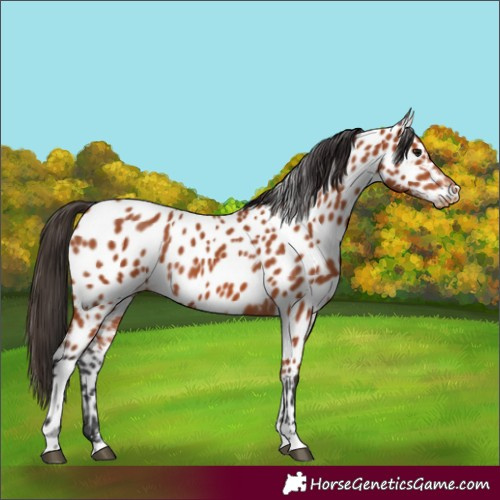 Horse Color:Bay Appaloosa 