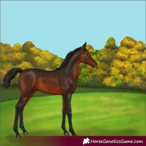 Horse Color:Gray Bay 