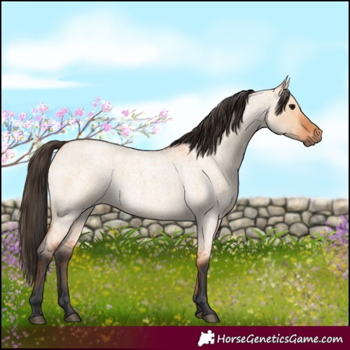 Horse Color:Bay Roan Dun 