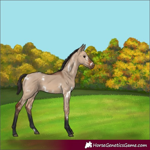 Horse Color:White Spotted Bay Dun Rabicano