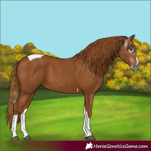 Horse Color:Unknown 