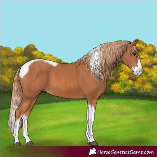 Horse Color:Unknown 