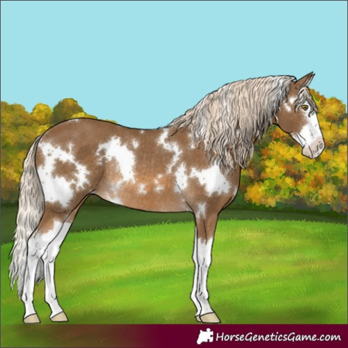Horse Color:White Spotted Chocolate Palomino Splash Rabicano