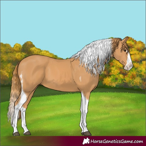 Horse Color:Unknown 
