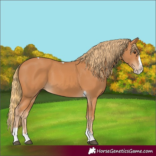 Horse Color:Unknown 