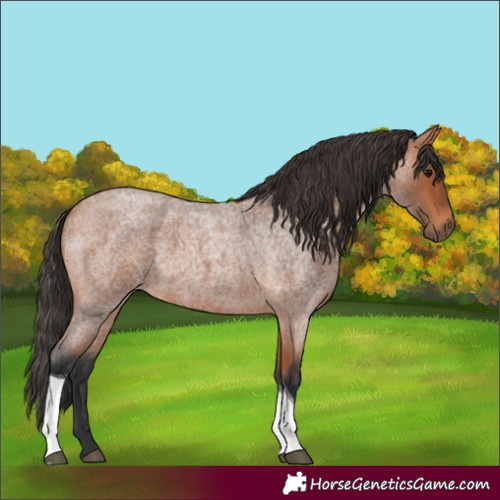 Horse Color:Bay Roan Tobiano 