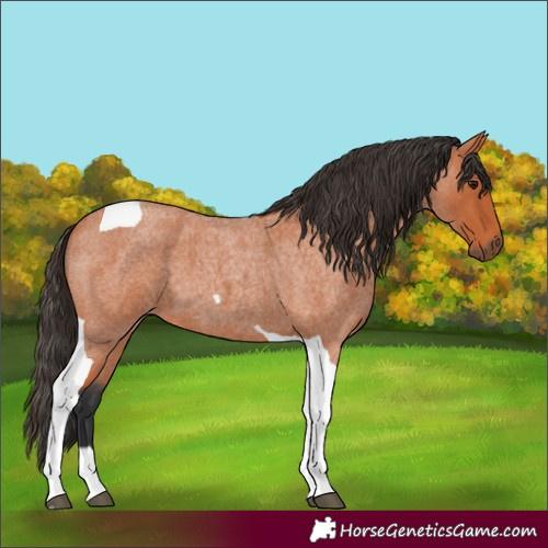 Horse Color:Bay Roan Tobiano 