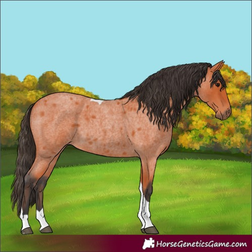 Horse Color:Bay Roan Tobiano 