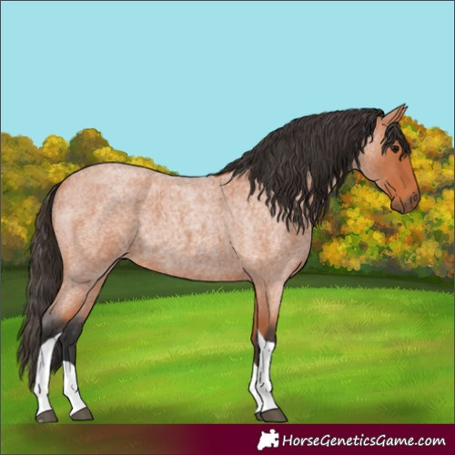 Horse Color:Unknown 
