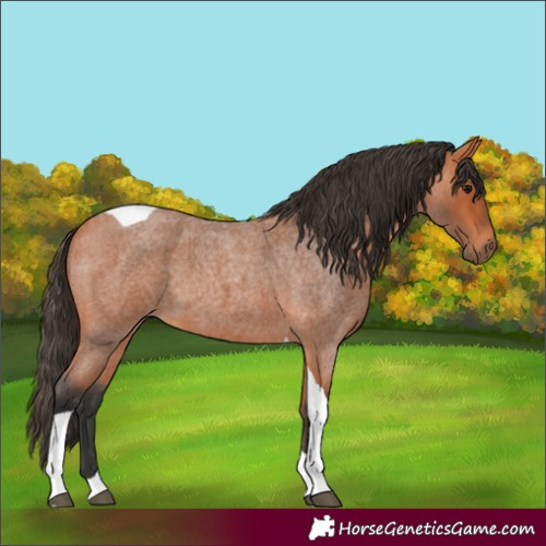 Horse Color:Unknown 