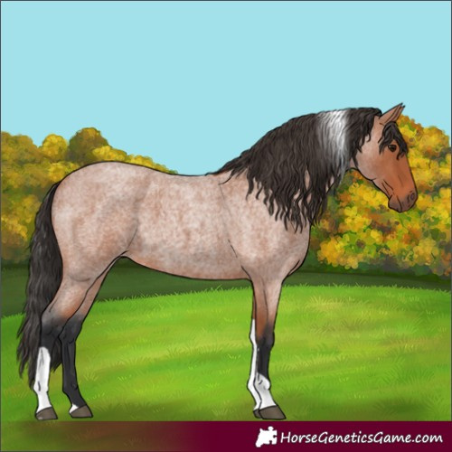 Horse Color:Bay Roan Tobiano 