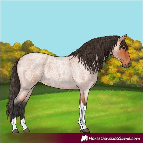 Horse Color:Unknown 