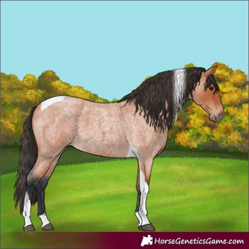 Horse Color:Unknown 