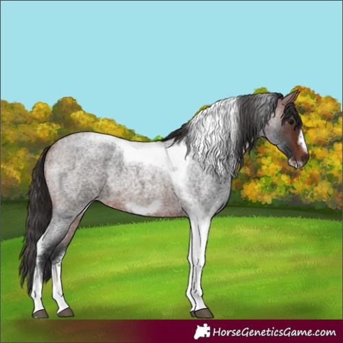 Horse Color:Unknown 