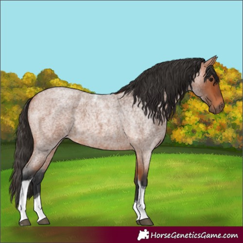 Horse Color:Bay Roan Tobiano 