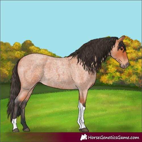 Horse Color:Unknown 