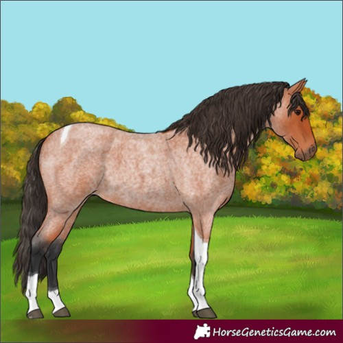 Horse Color:Bay Roan Tobiano 