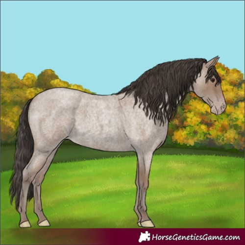 Horse Color:Unknown 