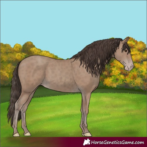 Horse Color:Unknown 