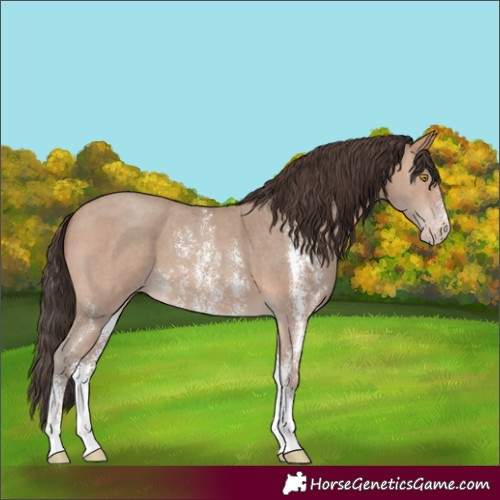 Horse Color:Sable Champagne Sabino 