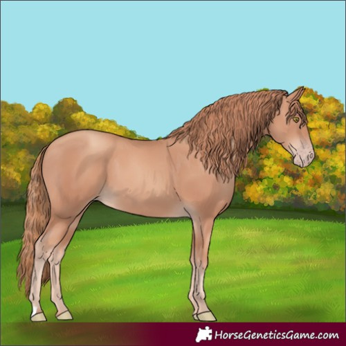 Horse Color:Unknown 
