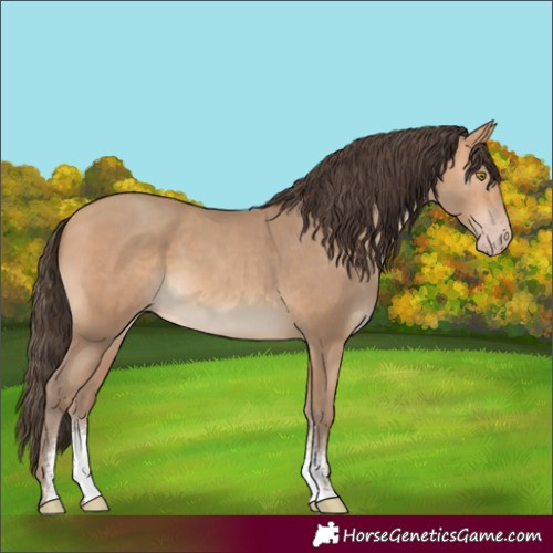Horse Color:Amber Champagne Sabino 