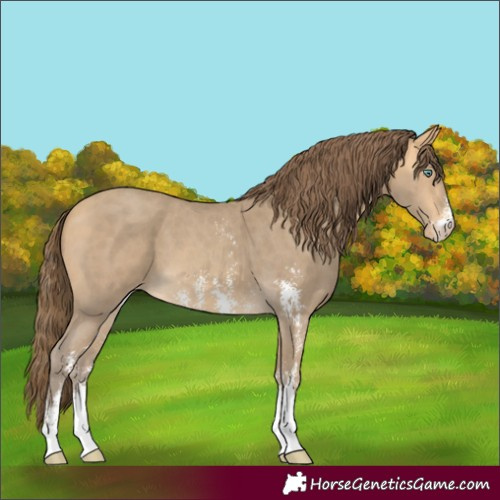 Horse Color:Sable Cream Champagne Sabino Appaloosa 