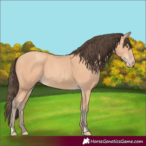 Horse Color:Unknown 
