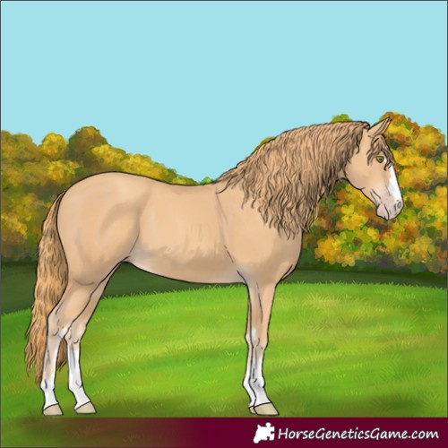 Horse Color:Gold Champagne 