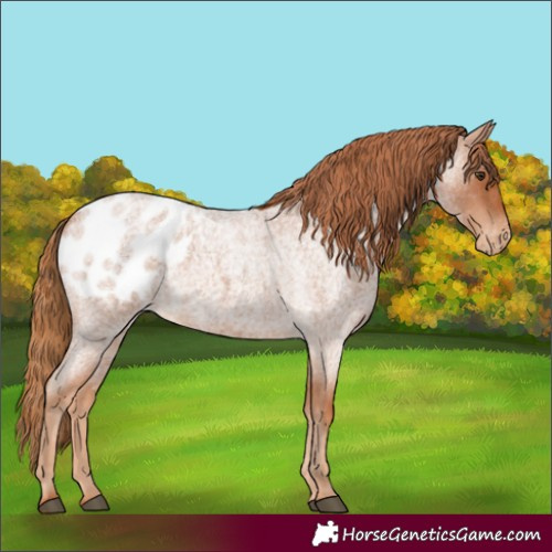 Horse Color:Red Roan Appaloosa 