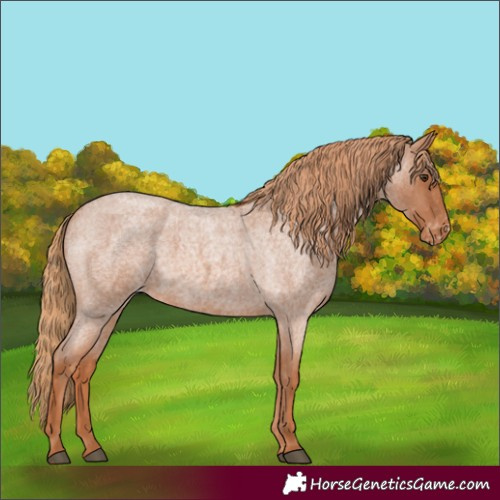 Horse Color:Red Roan Appaloosa 