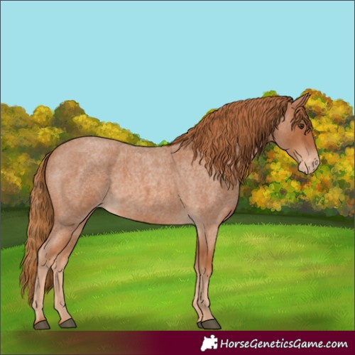Horse Color:Red Roan Appaloosa 
