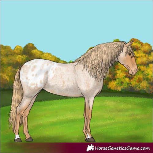 Horse Color:Unknown 