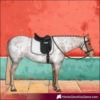 Horse Color:Red Roan Near Leopard 