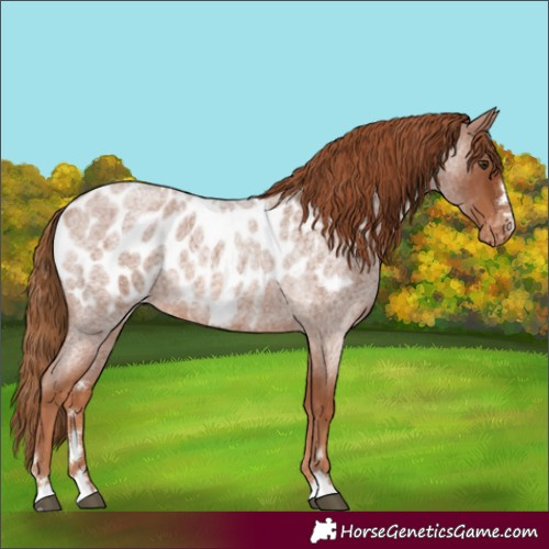 Horse Color:Red Roan Near Leopard Rabicano 