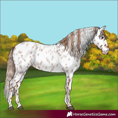 Horse Color:Red Roan Appaloosa 