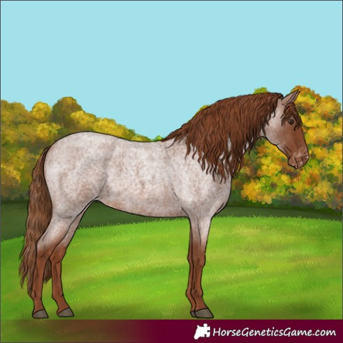 Horse Color:Red Roan Appaloosa 