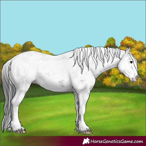 Horse Color:White Spotted Black 