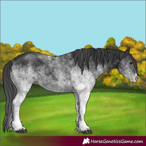 Horse Color:White Spotted Black 