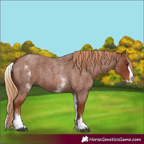 Horse Color:White Spotted Red Roan Splash