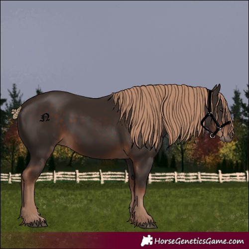 Horse Color:Liver Chestnut 