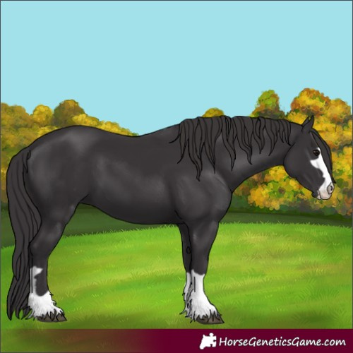 Horse Color:Smoky Black 