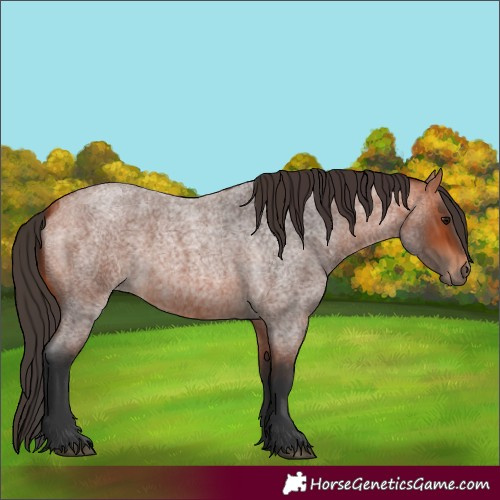 Horse Color:Unknown 