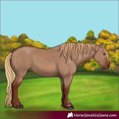 Horse Color:Red Dun