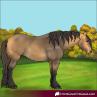Horse Color:Buckskin 