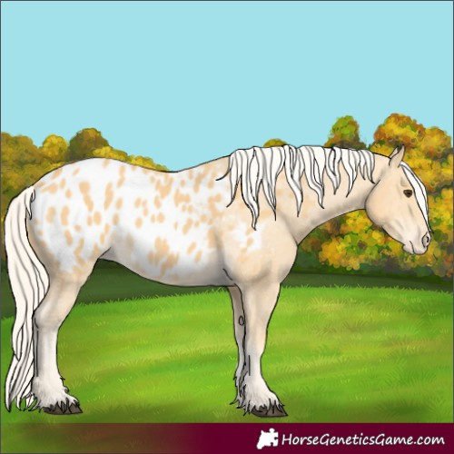 Horse Color:Palomino Blanket